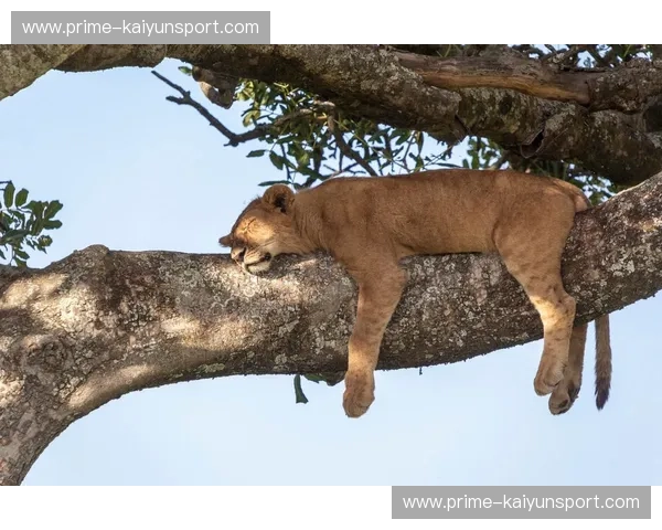 巅峰对决:丛林之王与雨林幽灵的宿命之战,谁才是猫科演化的终极答案? 巅峰对决:丛林之王与雨林幽灵的宿命之战,谁才是猫科演化的终极答案?